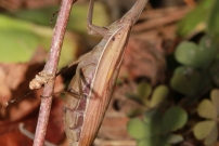 La mante religieuse (Dictyoptre - Mantidae - Mantis religiosa)